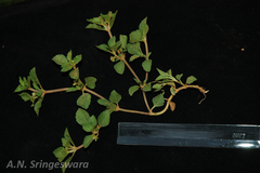 Acanthospermum australe